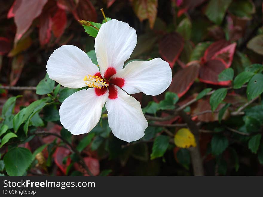 White flower of hibiscus