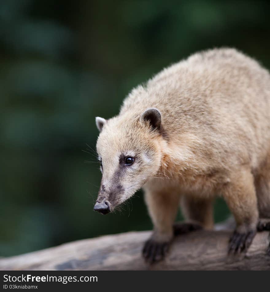 White-nosed Coati