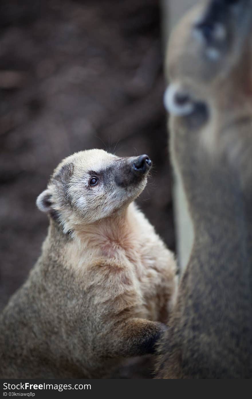 White-nosed Coati