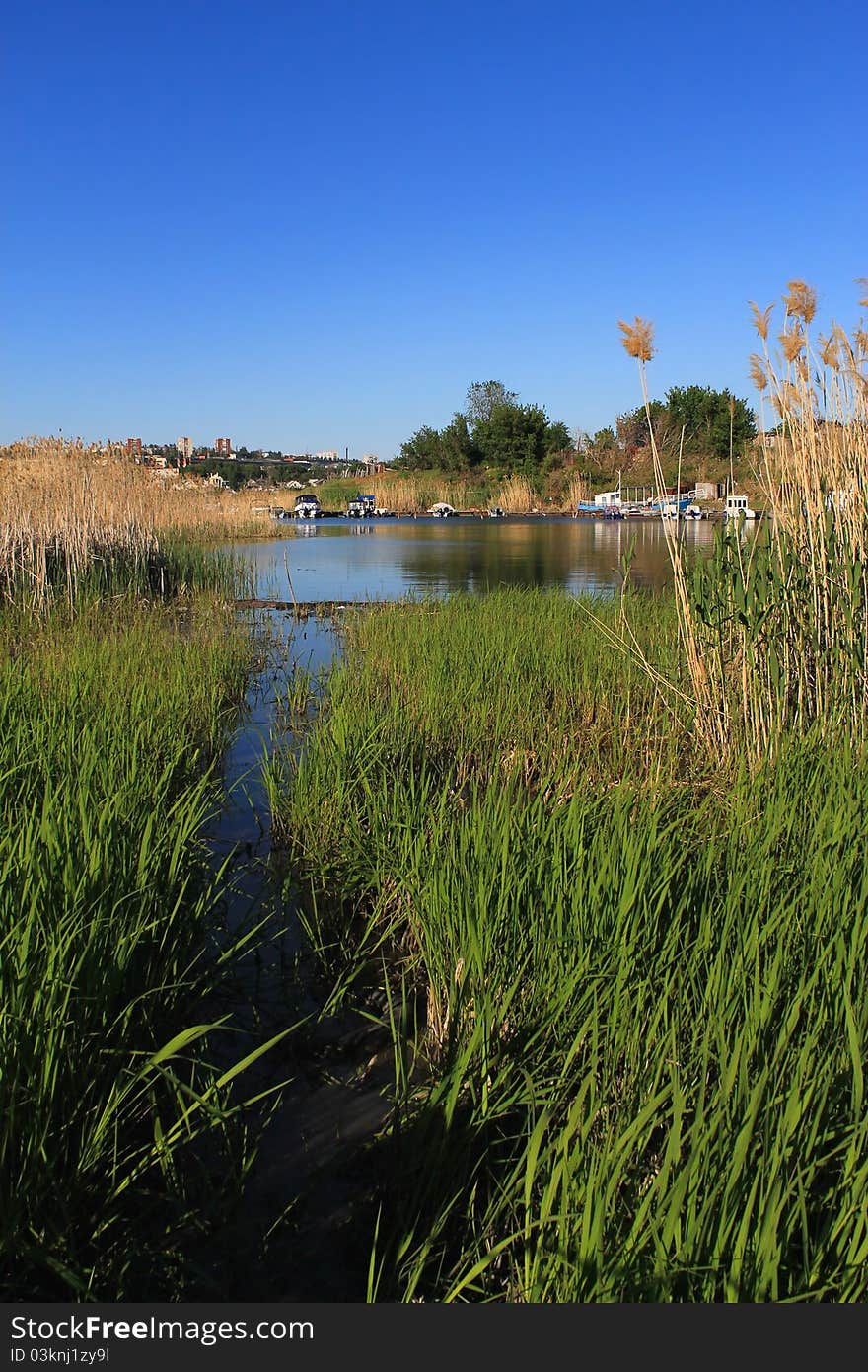 Water trail in the reeds. Water trail in the reeds