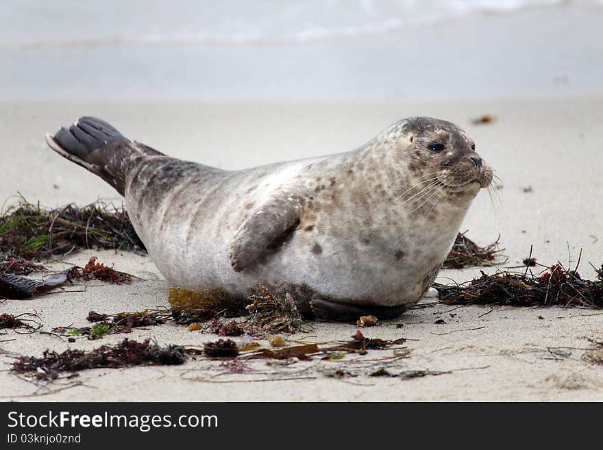 Southern California seal enjoying the beach