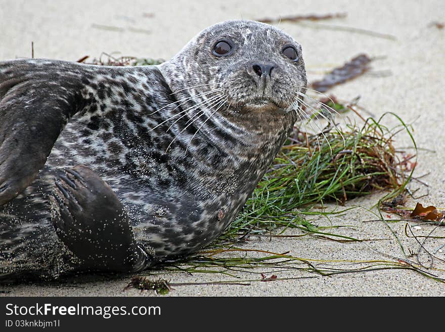 Southern California seal enjoying the beach