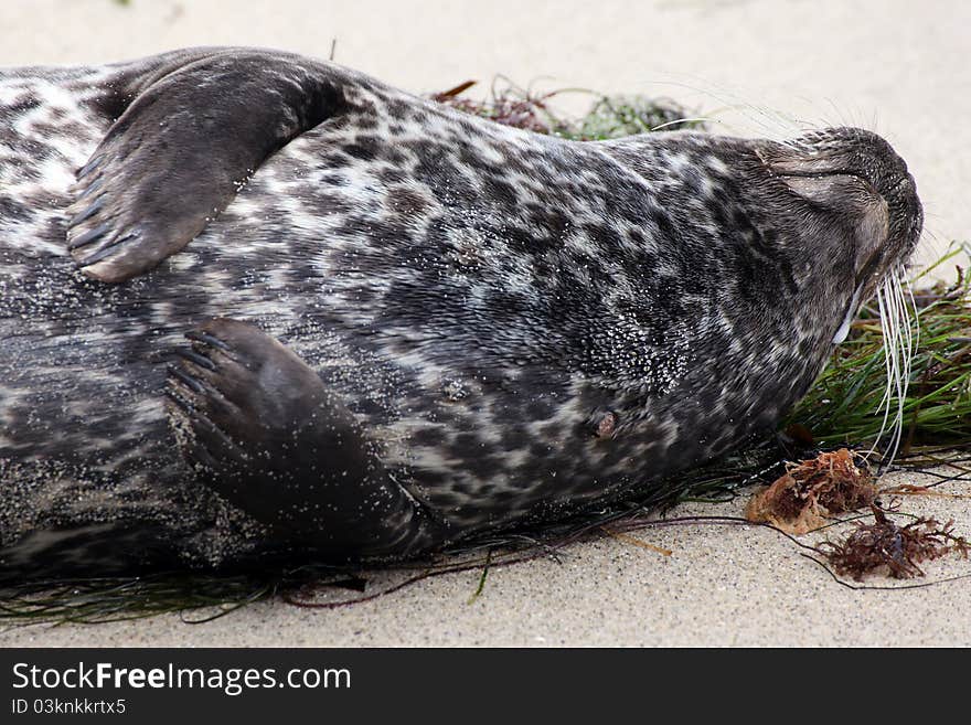 Southern California seal enjoying the beach