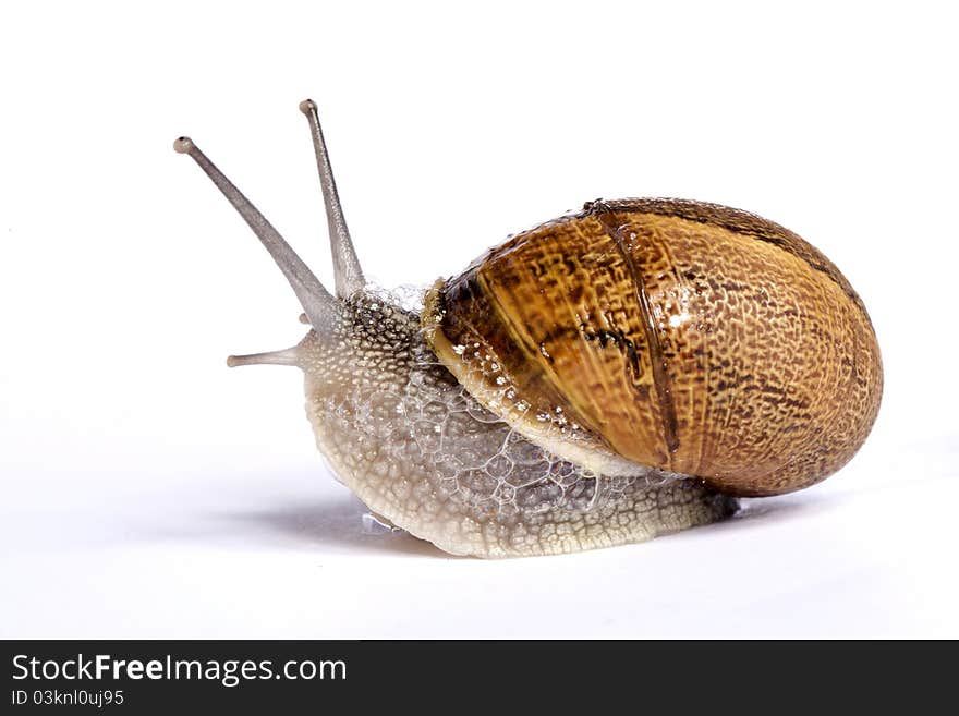 Close up view of a snail walking around on a white background. Close up view of a snail walking around on a white background.