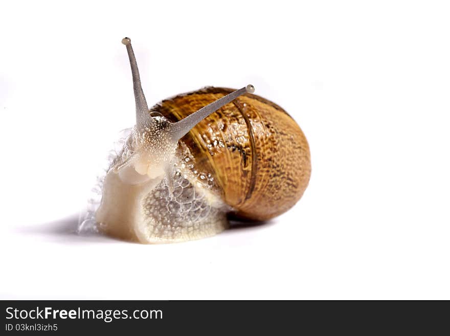 Snail On White