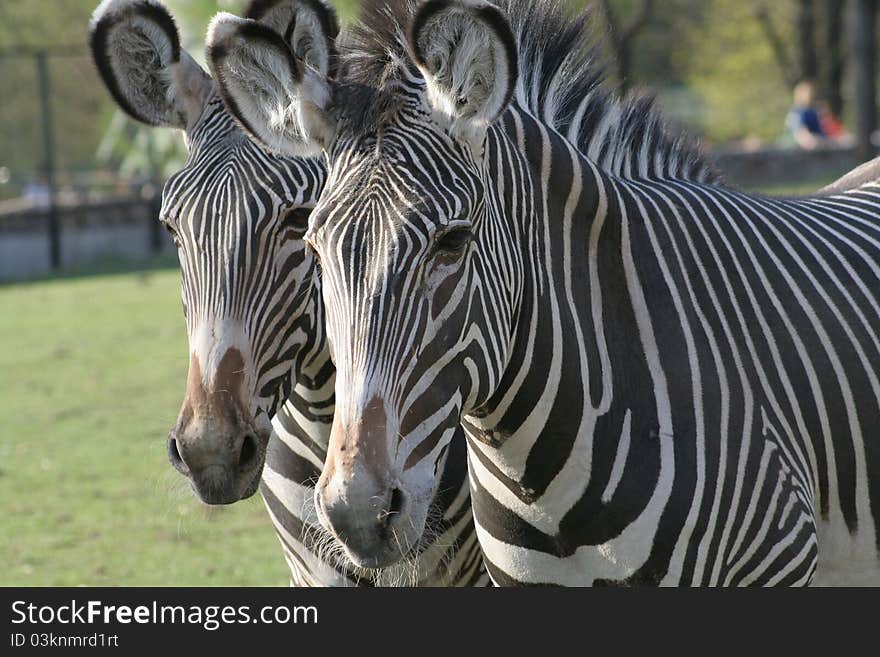 Two Zebras