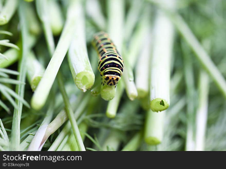 Bright caterpillar on spring green, macro. Bright caterpillar on spring green, macro