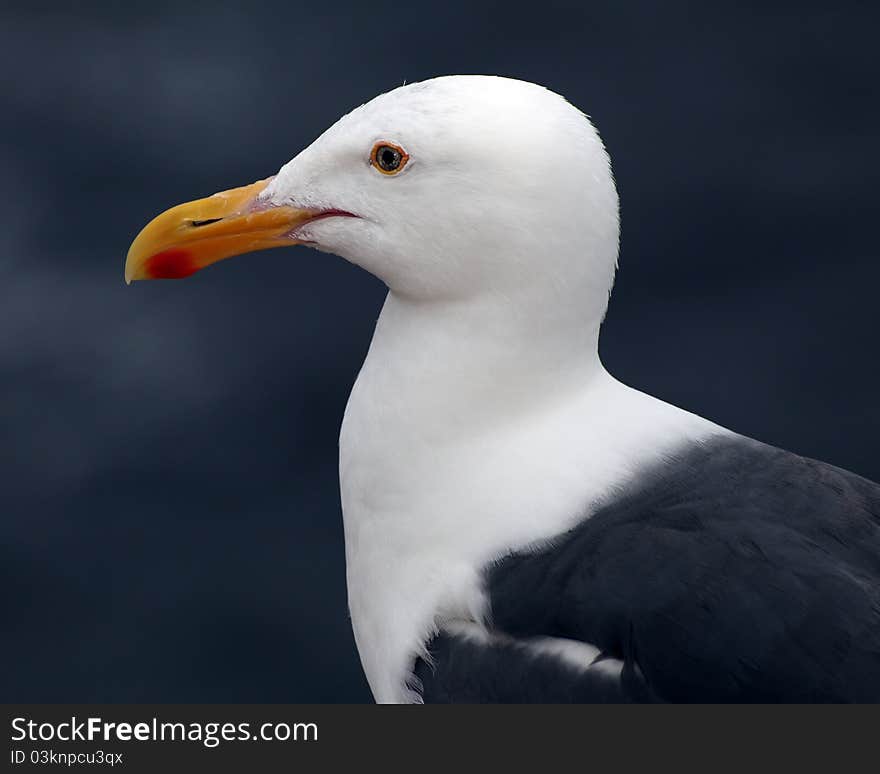 Portrait of a Gull closeup