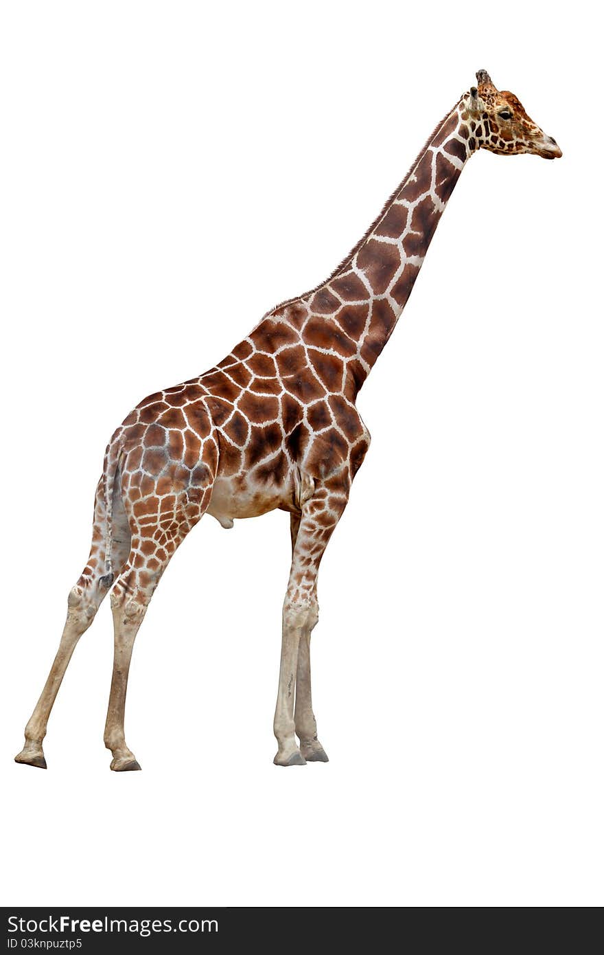 One giraffe isolated on white background