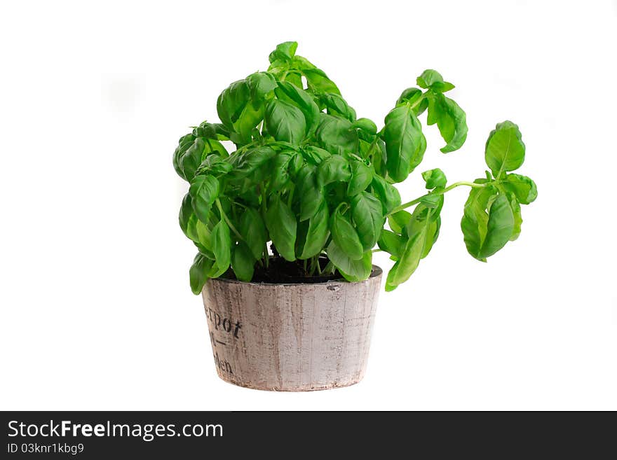 Basil in a wooden pot. Basil in a wooden pot