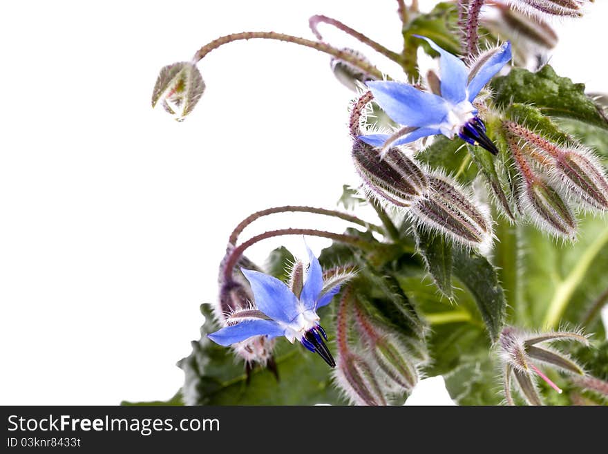 Close up view of the Borage Flower (Borago Officinalis) isolated on a white background.