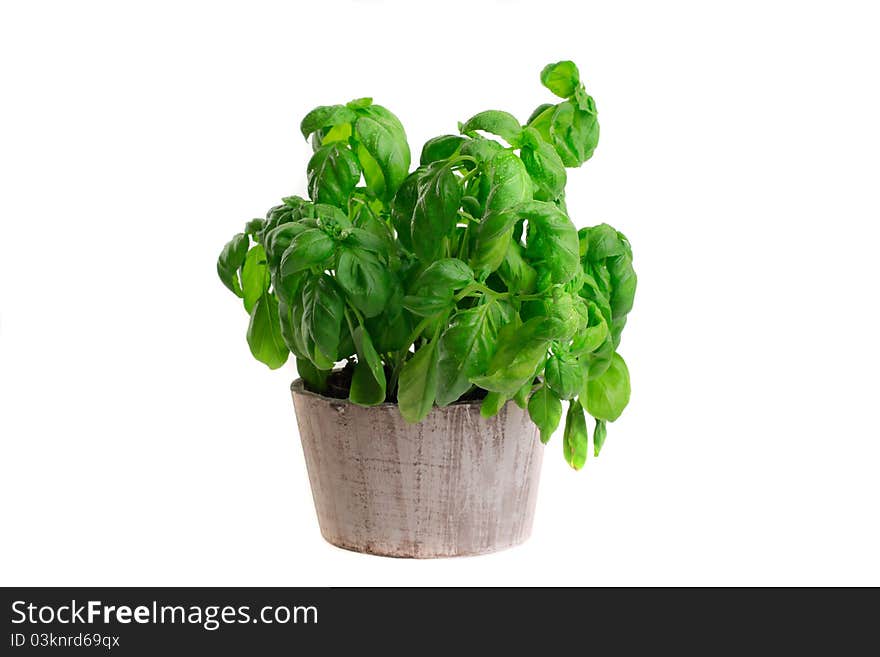 Basil in a wooden pot. Basil in a wooden pot