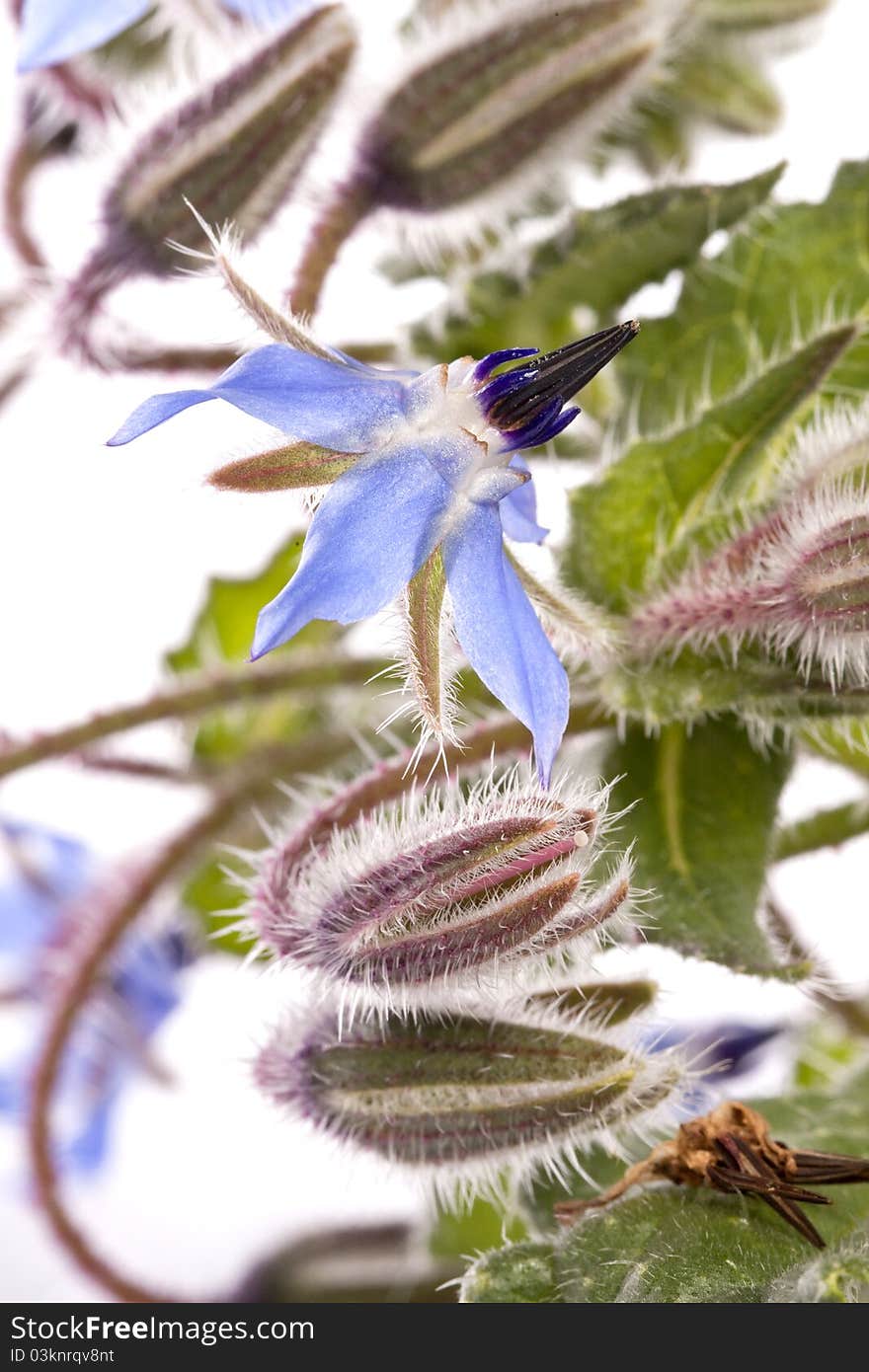 Close up view of the Borage Flower (Borago Officinalis) isolated on a white background.