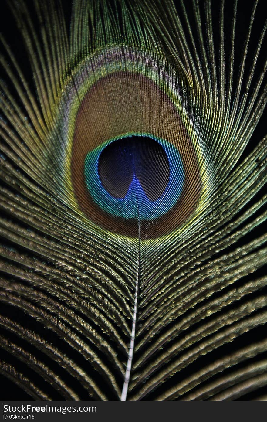 Detail of a peacock feather. Peacock is symbol of pride.