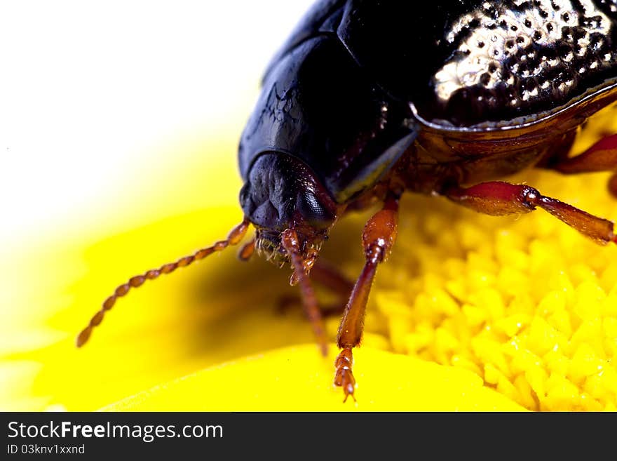 Close up view of a beetle bug named Chrysolina Bankii. Close up view of a beetle bug named Chrysolina Bankii.