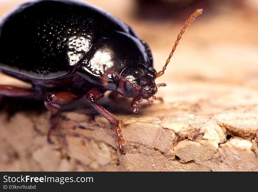 Close up view of a beetle bug named Chrysolina Bankii. Close up view of a beetle bug named Chrysolina Bankii.