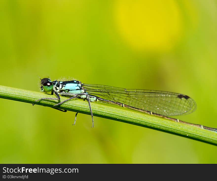 Damsefly resting on a green twig. Damsefly resting on a green twig