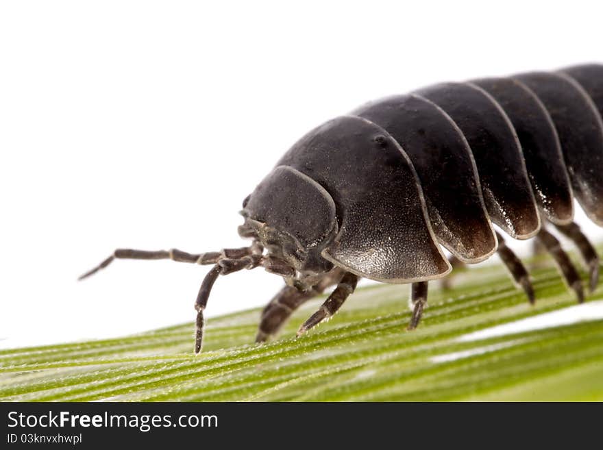 Close up view of a common woodlice bug isolated on a white background.