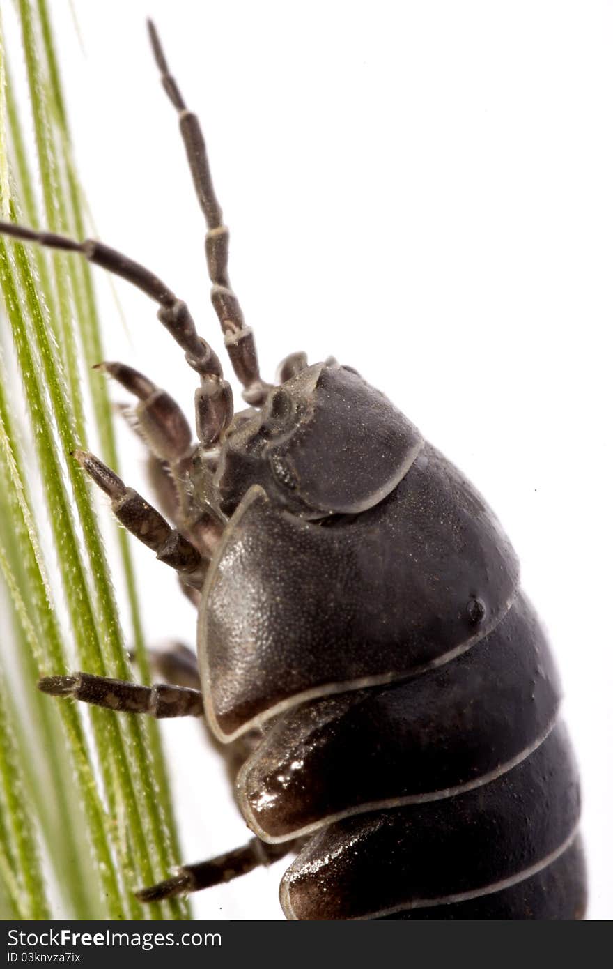 Close up view of a common woodlice bug isolated on a white background.