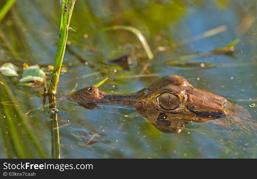 A Caiman on ambush