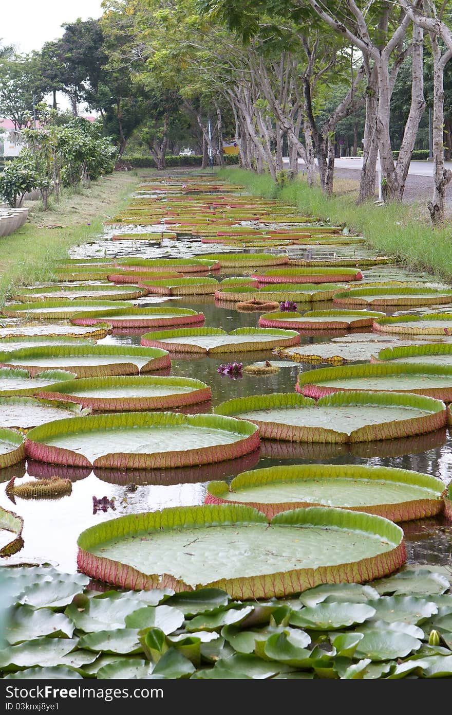 Big lotus leaves for background