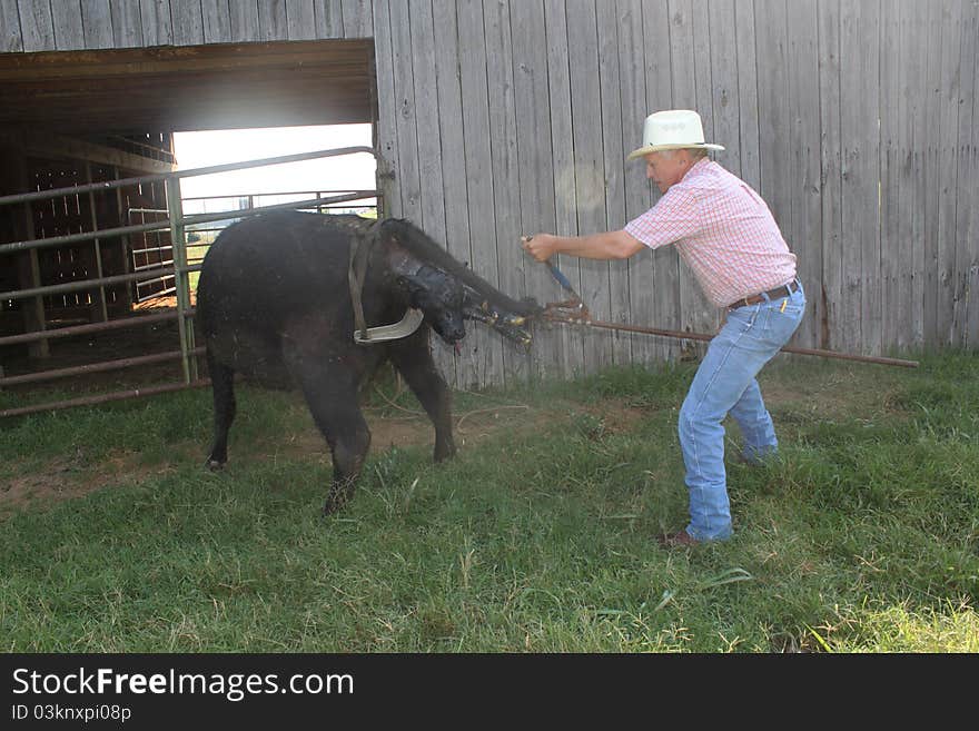 Large animal vet using a fetal extractor to help a cow give birth. Large animal vet using a fetal extractor to help a cow give birth.