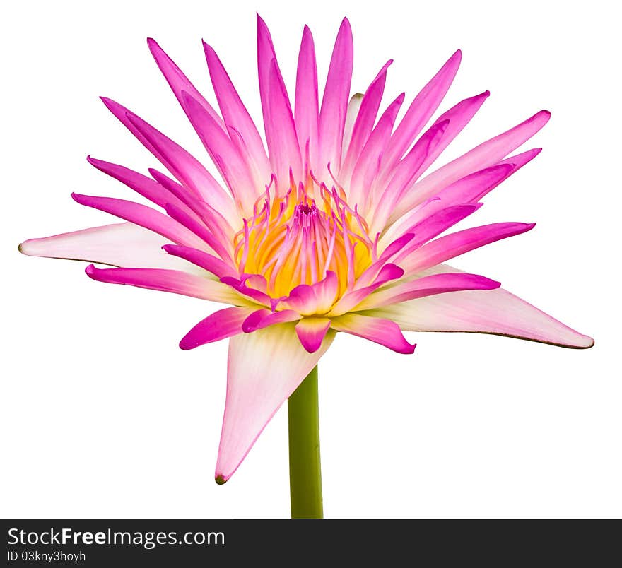 Isolated Beautiful pink lotus with leaves background. Isolated Beautiful pink lotus with leaves background