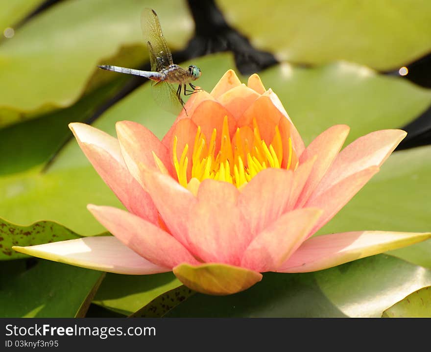 Dragonfly sitting on pink waterlily. Dragonfly sitting on pink waterlily