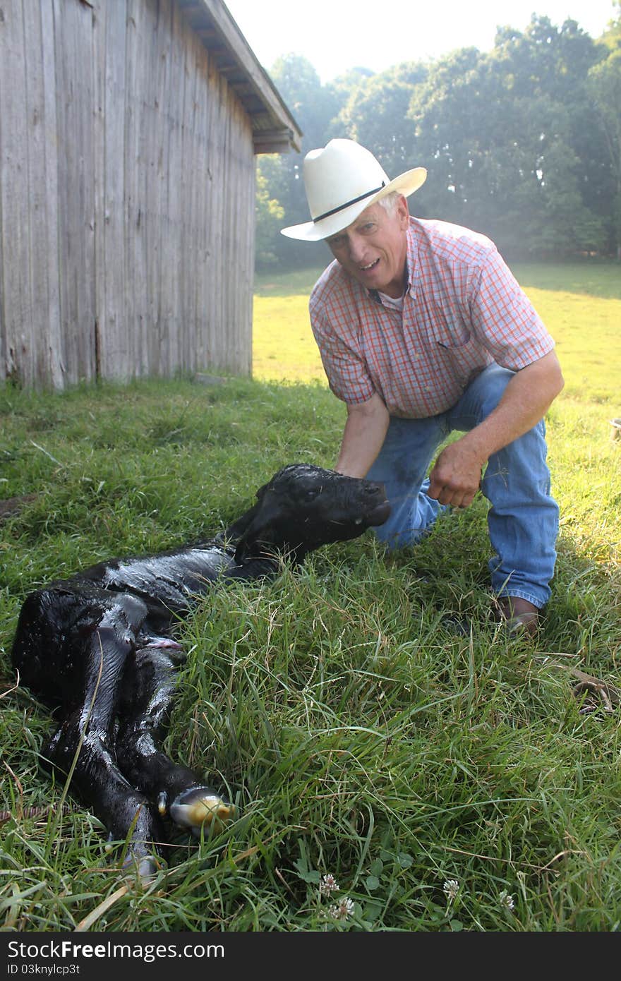 Vet With Newborn Calf