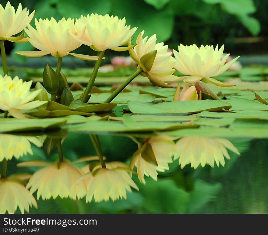 Yellow waterlilies with reflection