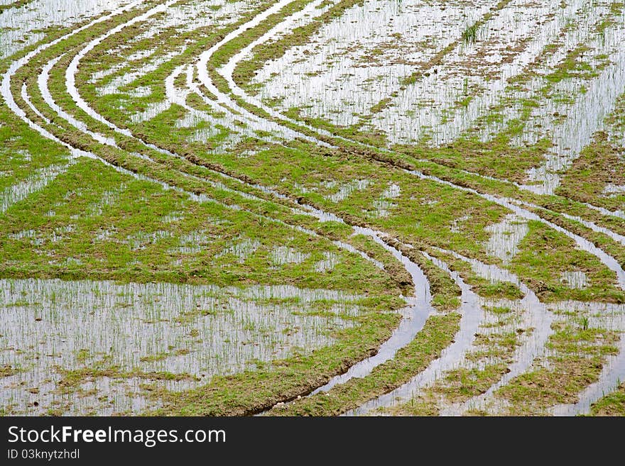 Rice field