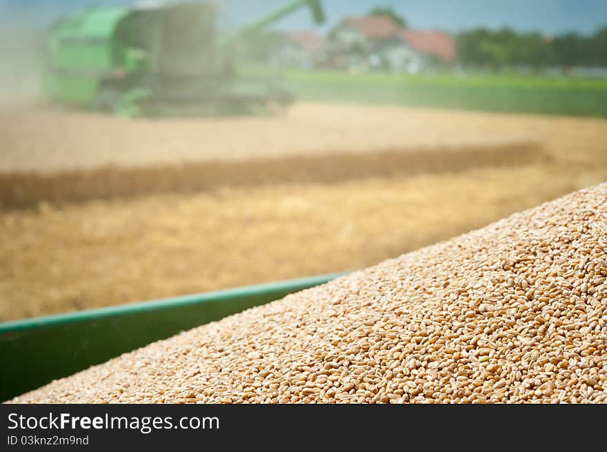 A combine harvester working in a wheat field