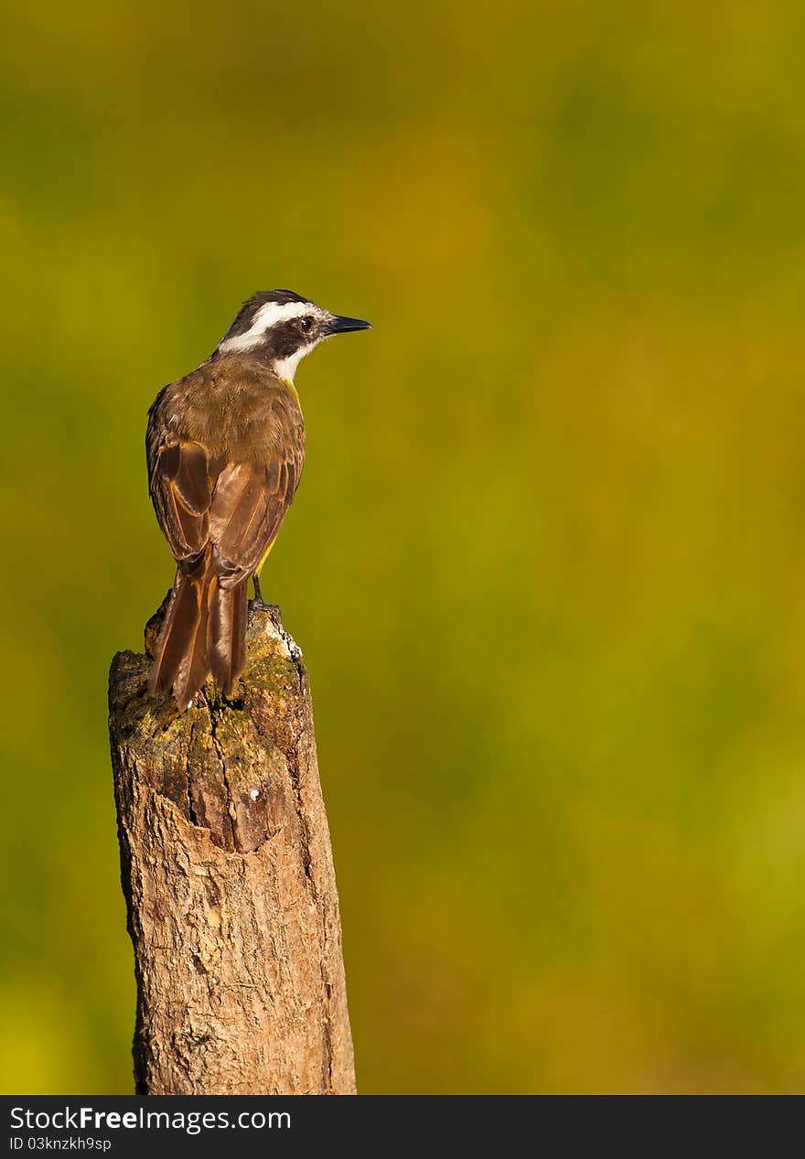 The Lesser Kiskadee