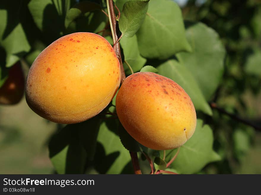 Two Apricots On Tree