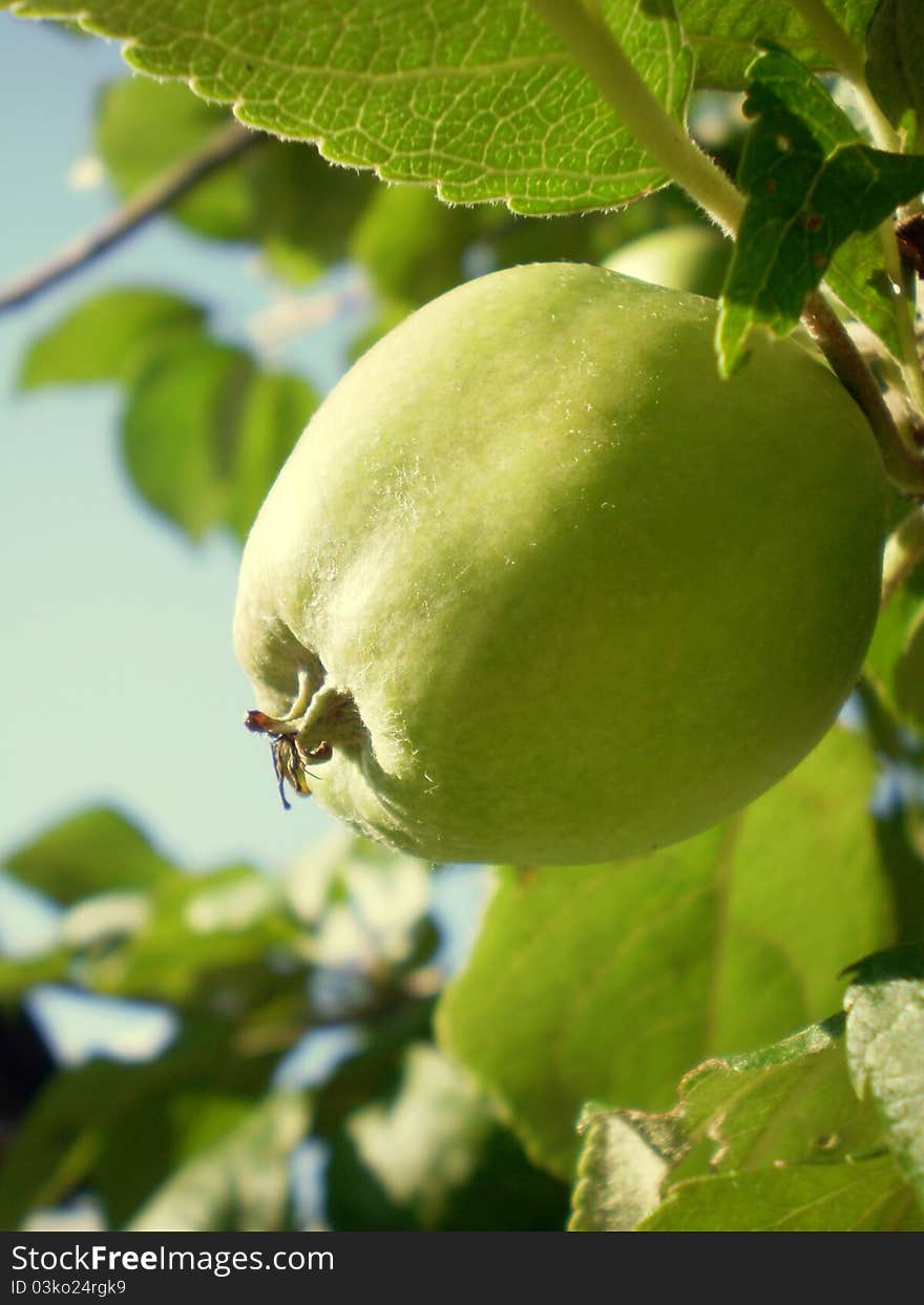 Close-up of green apple on a branch. Close-up of green apple on a branch.