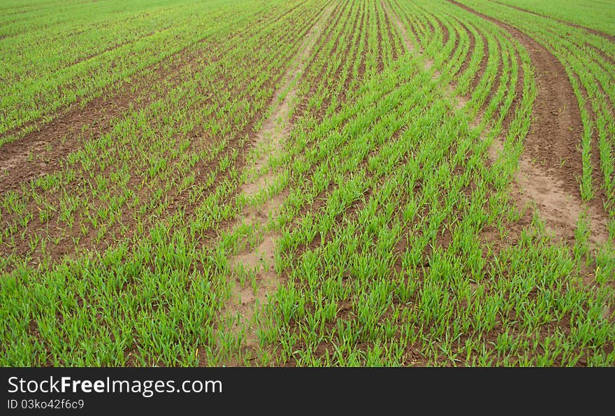 Green fields and seeds. Spring