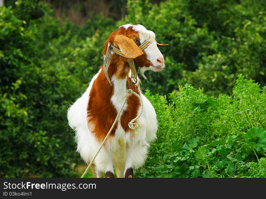 Image of curious hornless goat. Image of curious hornless goat