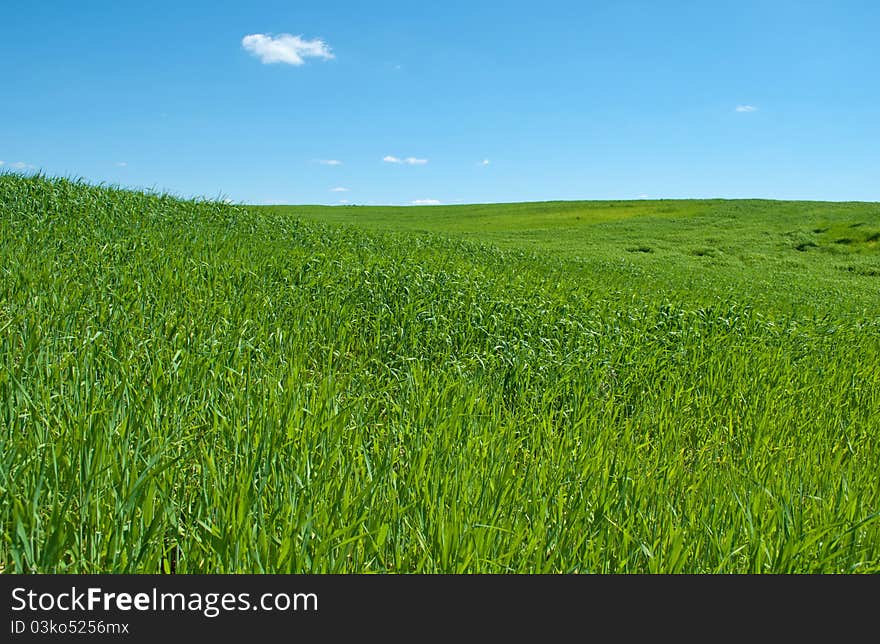 Green Grass and Blue Sky. Green Grass and Blue Sky