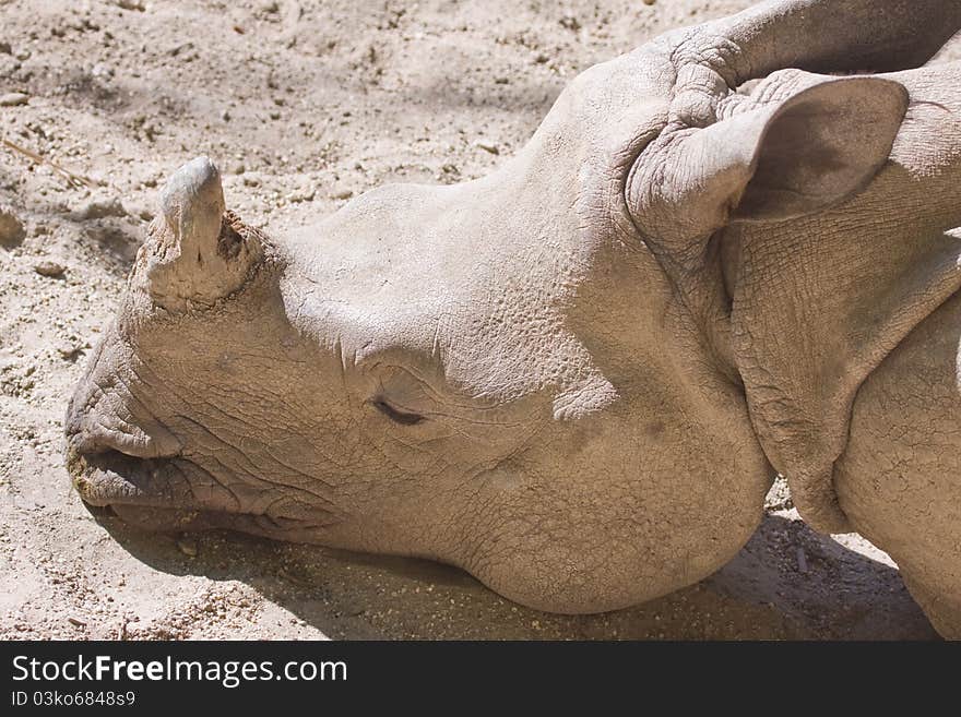 Close-up of the sleeping young rhino's head. Close-up of the sleeping young rhino's head