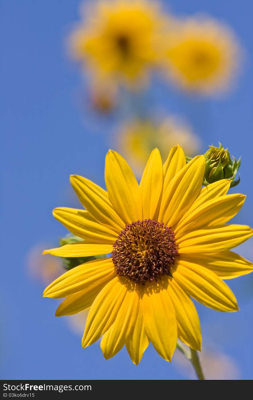 One sunflower head against blue sky with some other blurred sunflowers on backround. One sunflower head against blue sky with some other blurred sunflowers on backround