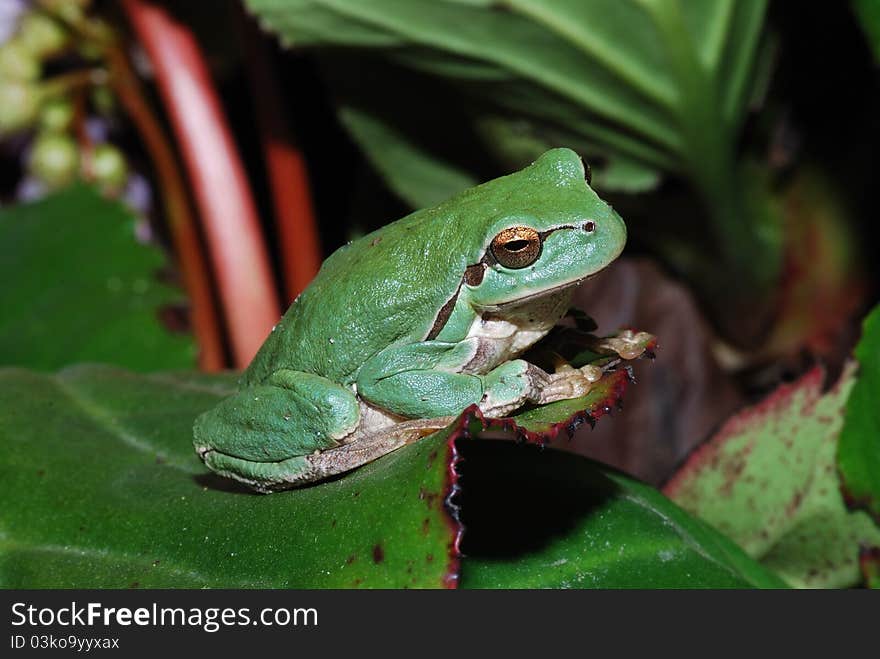 Little green frog sitts at the end of a big great leaf. Little green frog sitts at the end of a big great leaf