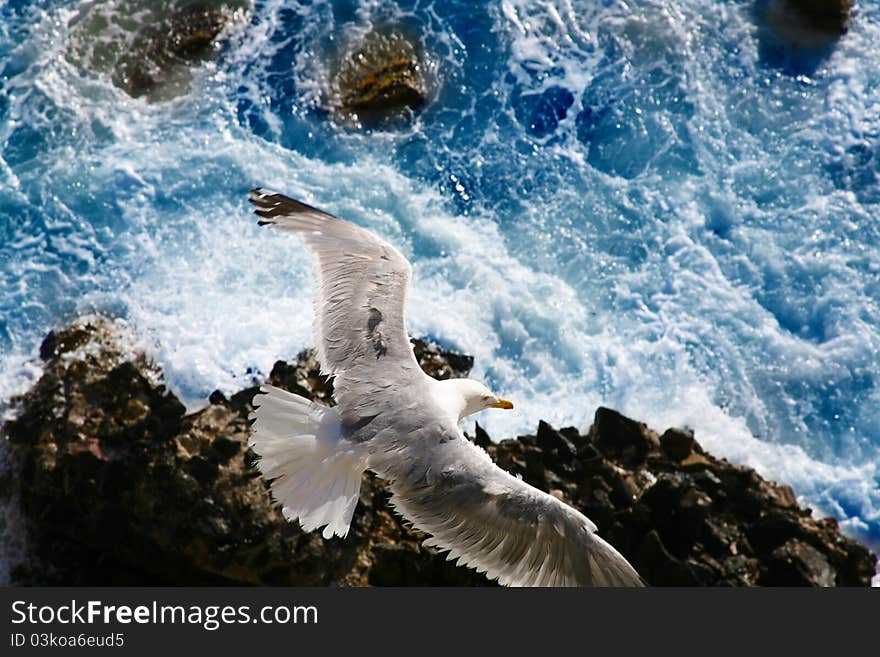 Seagull hunting at the sea