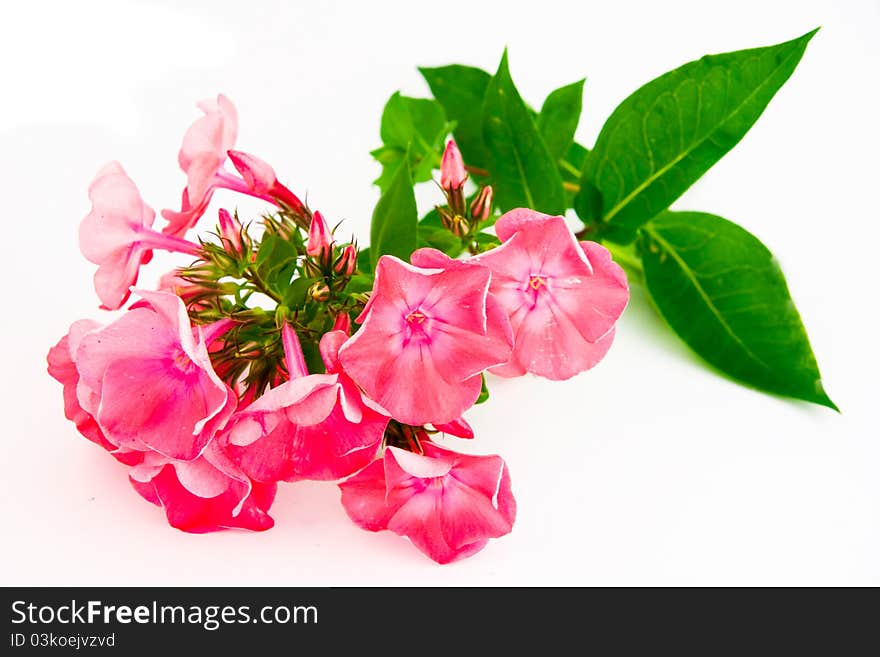 Flower  with leaf  isolated on white.