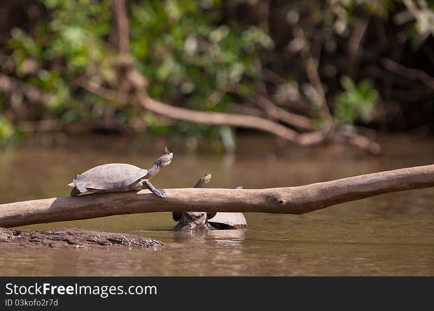 Two river Turtles enjoy the warm sun while a butterfly sucks the salty tears of one of the turtles. Two river Turtles enjoy the warm sun while a butterfly sucks the salty tears of one of the turtles.