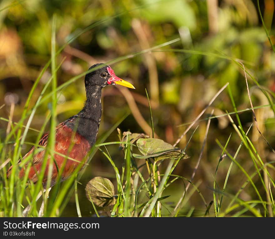 An adult Wattled Jacana