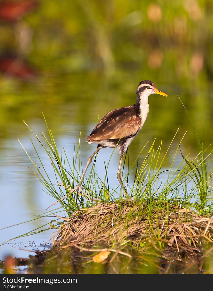 The plumage of the juvenile Wattled Jacana (Jacana jacana) is completely different than the one of the adult bird. The plumage of the juvenile Wattled Jacana (Jacana jacana) is completely different than the one of the adult bird.