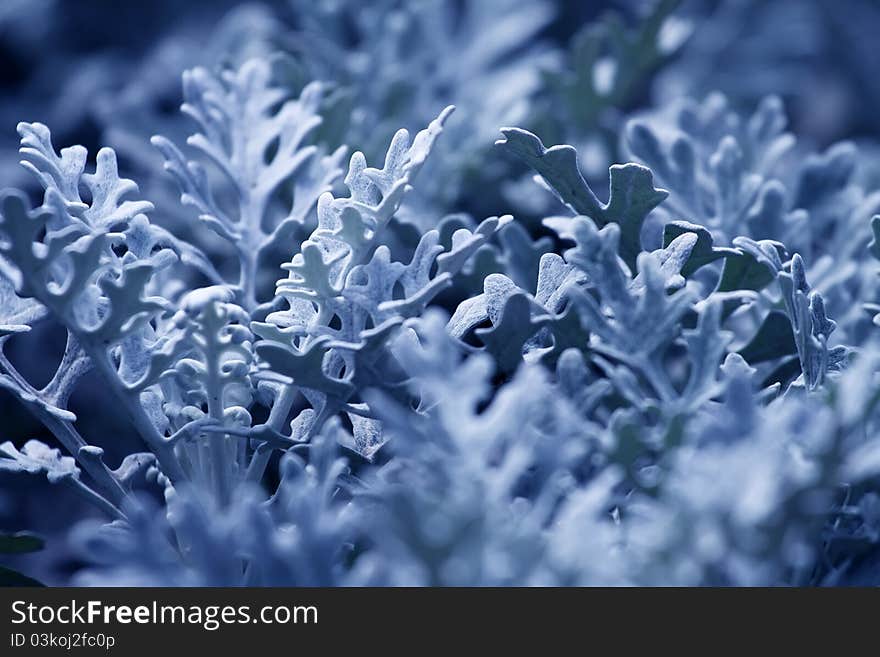 Grass as the horn. clearly illuminated. bluish color. Grass as the horn. clearly illuminated. bluish color