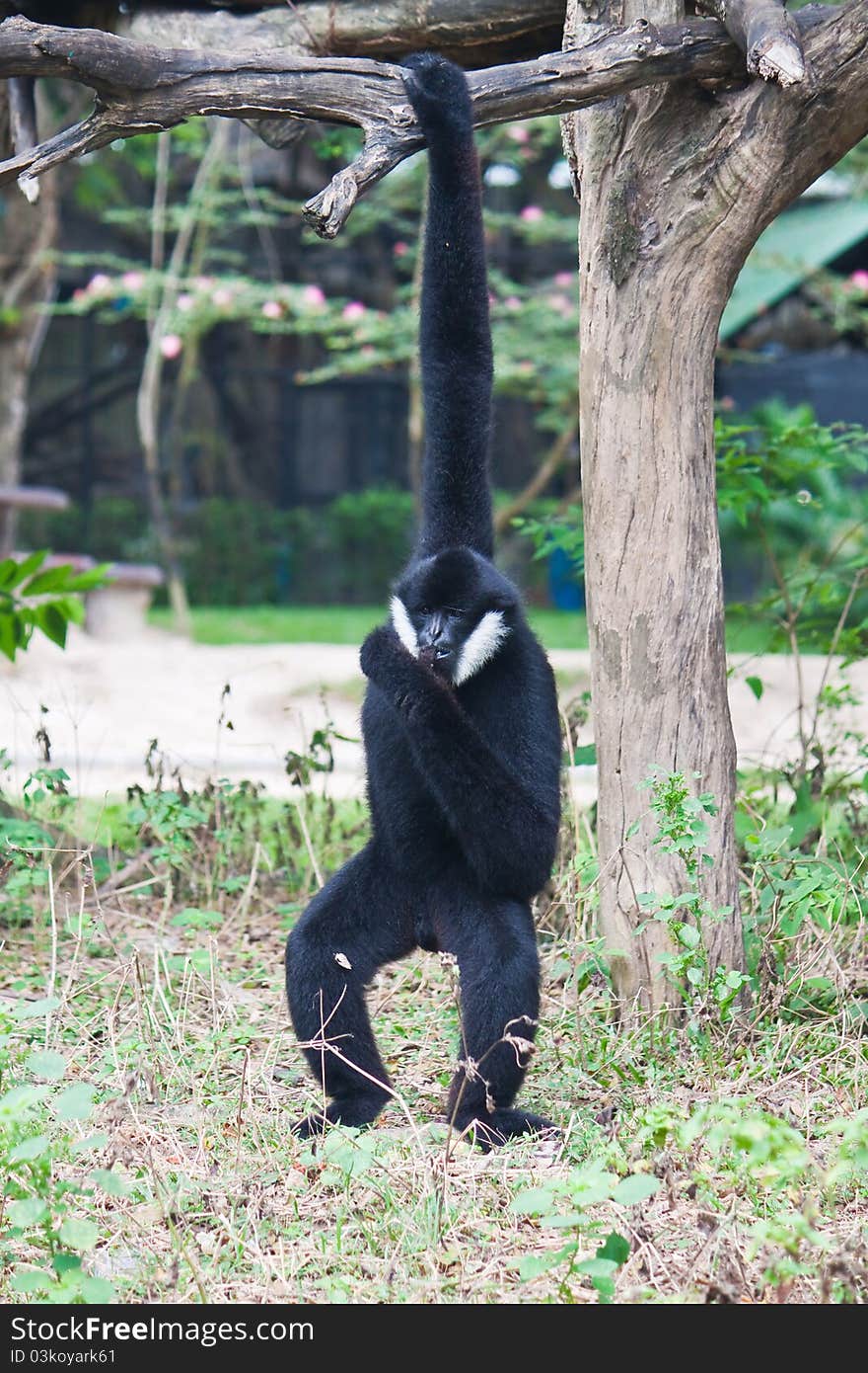 White Cheek Gibbon hanging on wood. White Cheek Gibbon hanging on wood