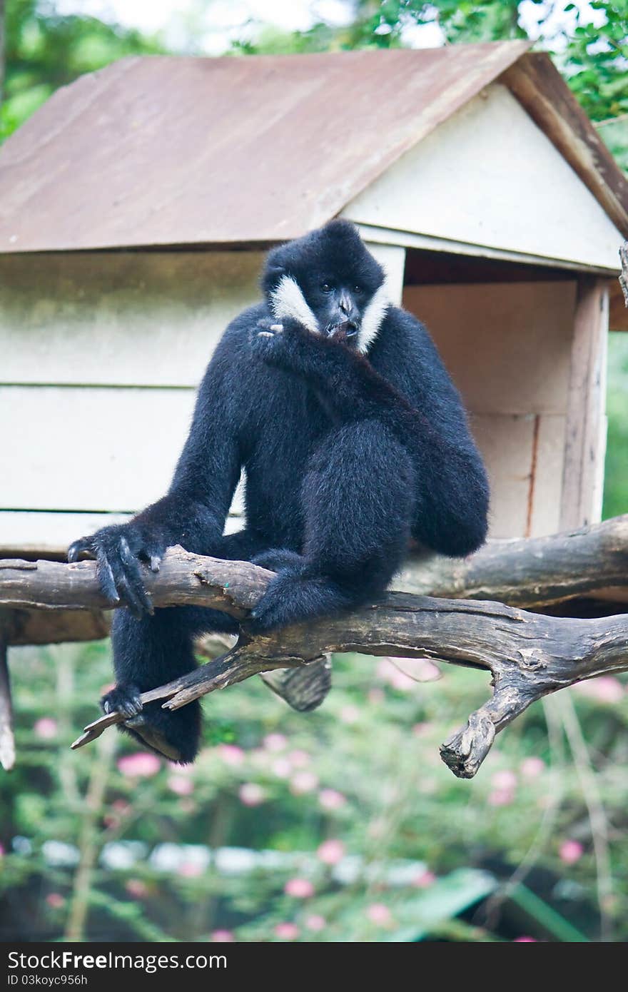 White Cheek Gibbon on the wooden beam. White Cheek Gibbon on the wooden beam