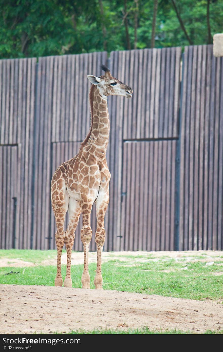 Young Giraffe on green grass